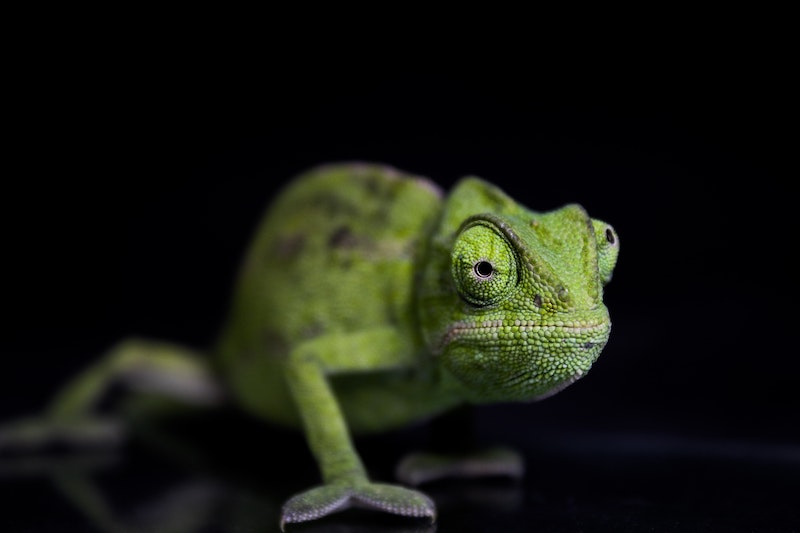 A green lizard is walking; the background is black. Contact trauma informed, EMDR and Somatic Experiencing trained therapists today. Mental health support available online across Ontario.