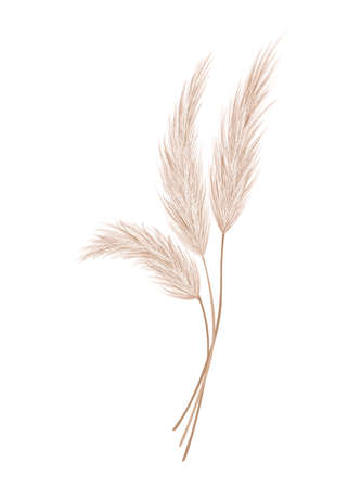 Graphic of pampas Grass. Book your first session Online today with a trauma trained therapist! We offer virtual services across Ontario. We provide EMDR and Somatic Experiencing.