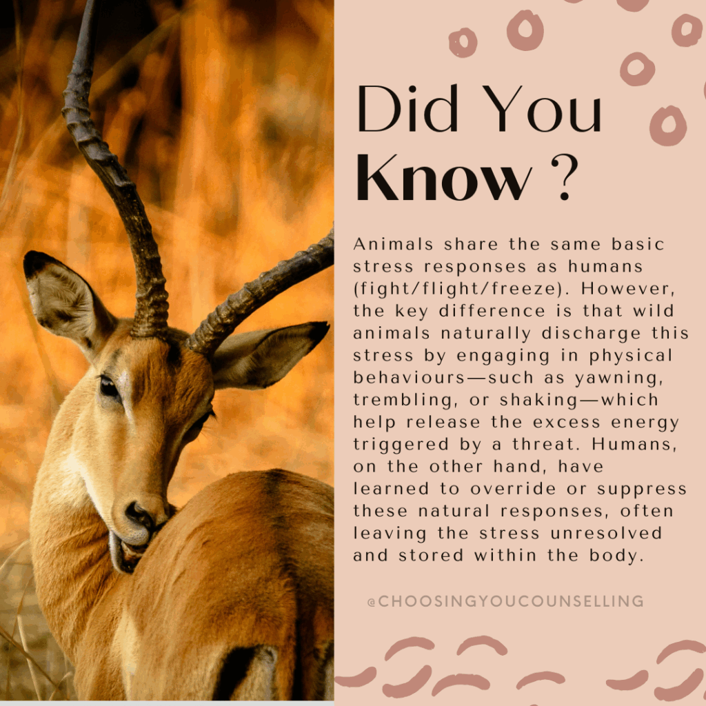 Image of an antelope with the text: Did you know? Animals share the same basic stress responses as humans (fight/flight/freeze). However, the key difference is that wild animals naturally discharge this stress by engaging in physical behaviours—such as yawning, trembling, or shaking—which help release the excess energy triggered by a threat. Humans, on the other hand, have learned to override or suppress these natural responses, often leaving the stress unresolved and stored within the body.